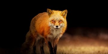Wiltshire Police urge the public to report suspected fox hunting by calling 999