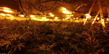 First picture inside huge cannabis factory in former Swindon town centre shop