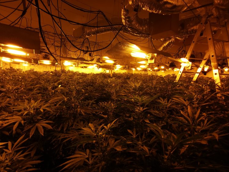 First picture inside huge cannabis factory in former Swindon town centre shop