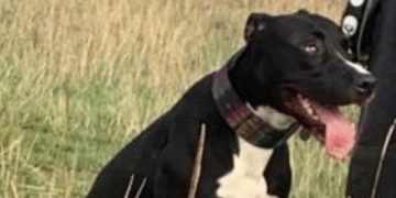 Dog owner and eyewitnesses ‘traumatised’ after pet mauled to death in Trowbridge