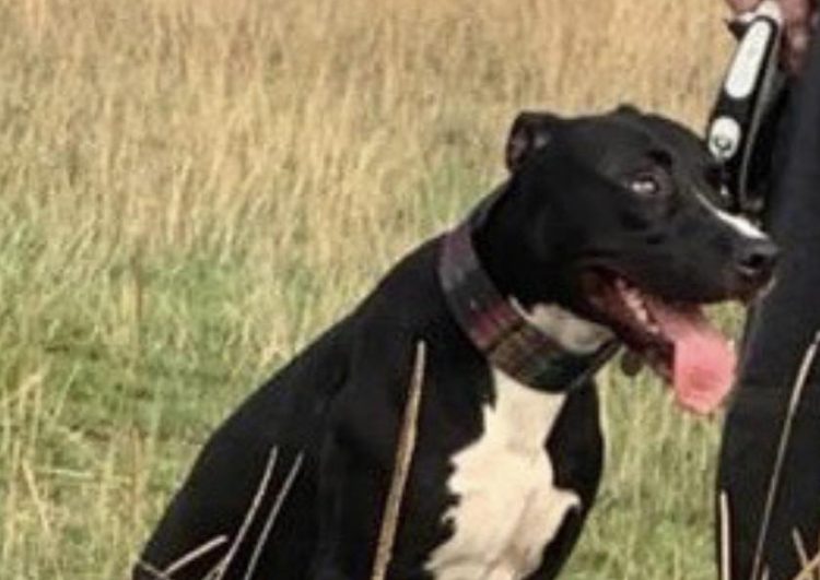 Dog owner and eyewitnesses ‘traumatised’ after pet mauled to death in Trowbridge