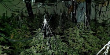 Man jailed 24 hours after police find his cannabis factory in Swindon town centre