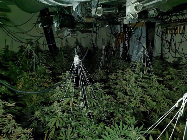 Man jailed 24 hours after police find his cannabis factory in Swindon town centre
