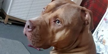 Court gives pit bull last chance to live after biting stranger – but there are strict terms
