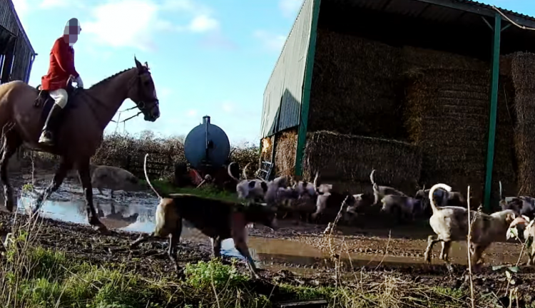 Three charged with fox hunting after covert cameras installed near Swindon