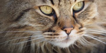 Cat in critical condition after being shot with suspected air gun in Trowbridge