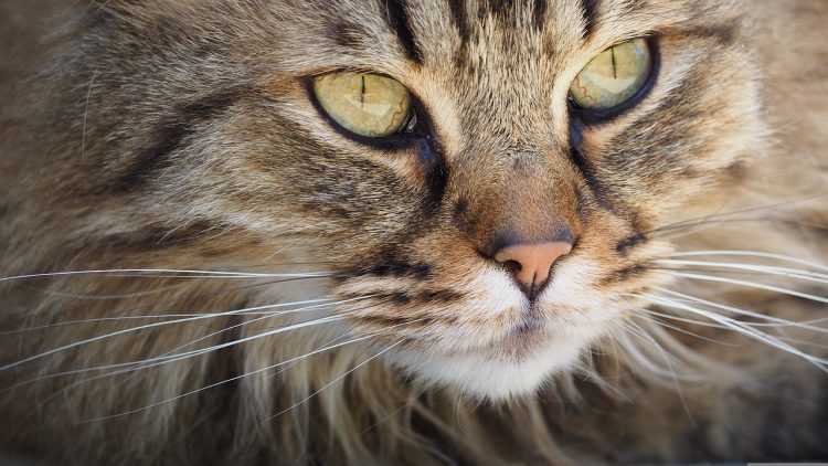 Cat in critical condition after being shot with suspected air gun in Trowbridge