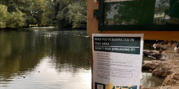 Bird flu outbreak confirmed by DEFRA after swans found dead at Swindon lake