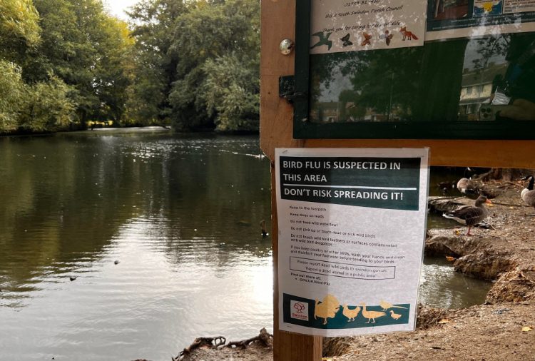 Bird flu outbreak confirmed by DEFRA after swans found dead at Swindon lake