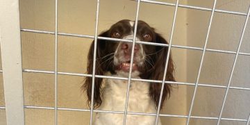 Wiltshire Council wardens have collected nine ‘abandoned’ dogs this week