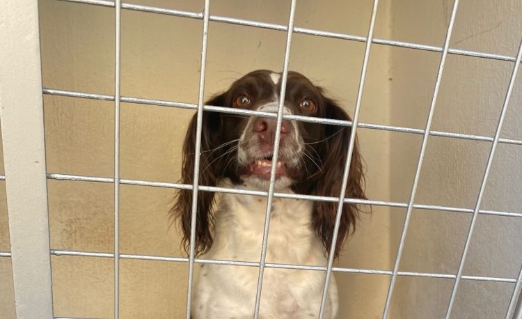 Wiltshire Council wardens have collected nine ‘abandoned’ dogs this week