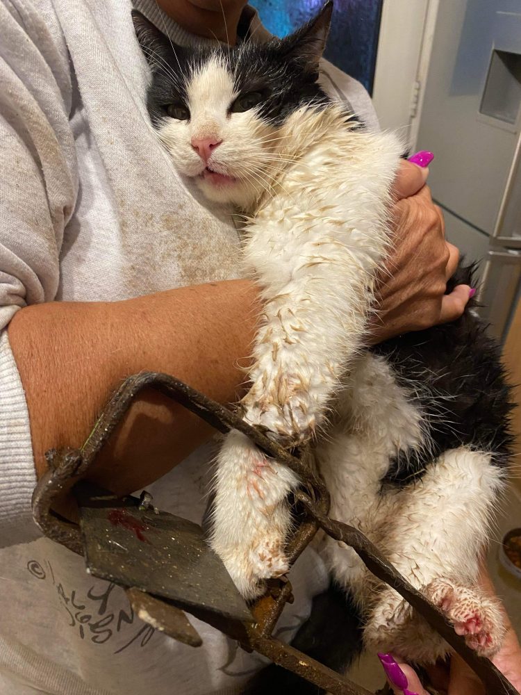 Cat 'may need leg amputation' after getting caught in illegal trap