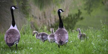 Bird flu: 22 geese and swans confirmed dead at Wiltshire Wildlife Trust site