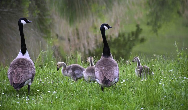 Bird flu: 22 geese and swans confirmed dead at Wiltshire Wildlife Trust site