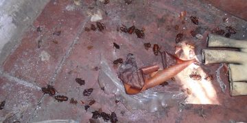 Swindon restaurant owner could be jailed over ‘severe cockroach infestation’