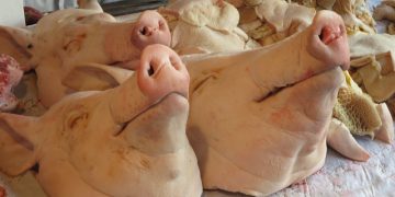 Severed pig’s head discovered in alleyway sparks ‘hate crime’ investigation