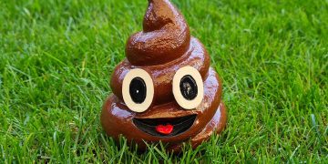 Wiltshire football match cancelled as opponents refuse to use poo-covered pitch