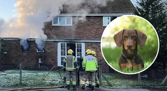 Hero sausage dog saves five children from serious house fire in Swindon
