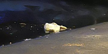 Police ask people to ‘keep away’ from icy pond after dead swan discovered