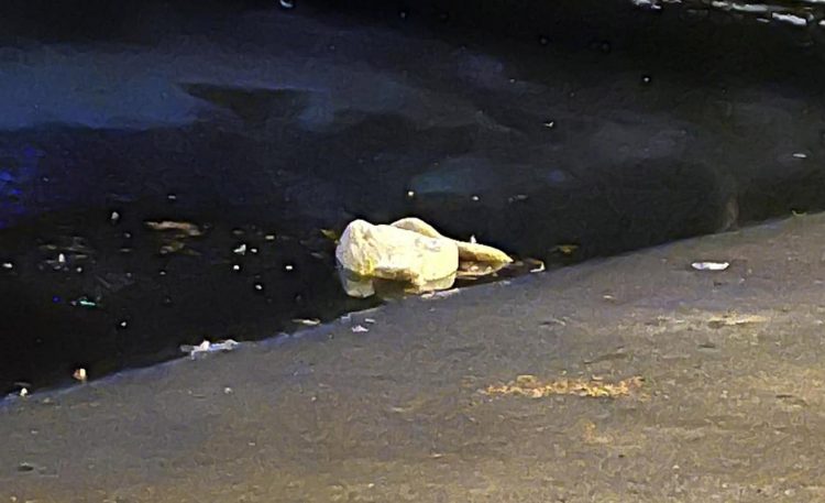 Police ask people to ‘keep away’ from icy pond after dead swan discovered