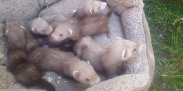 Police launch investigation after ferrets stolen from back garden in Devizes