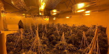 Four bedroom house in Swindon uncovered as huge cannabis factory
