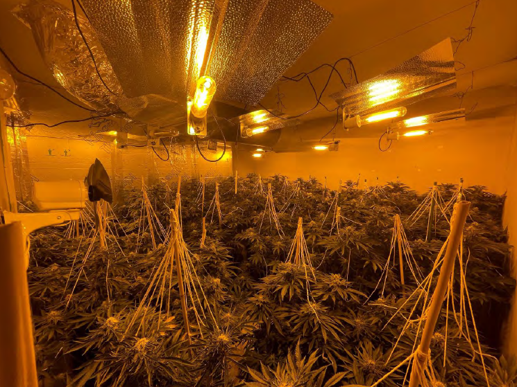 Four bedroom house in Swindon uncovered as huge cannabis factory