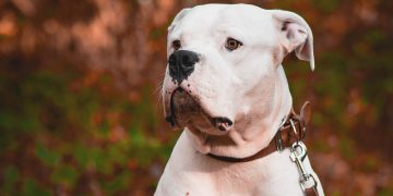 Man accused of using American Bulldog as weapon to severely injure woman
