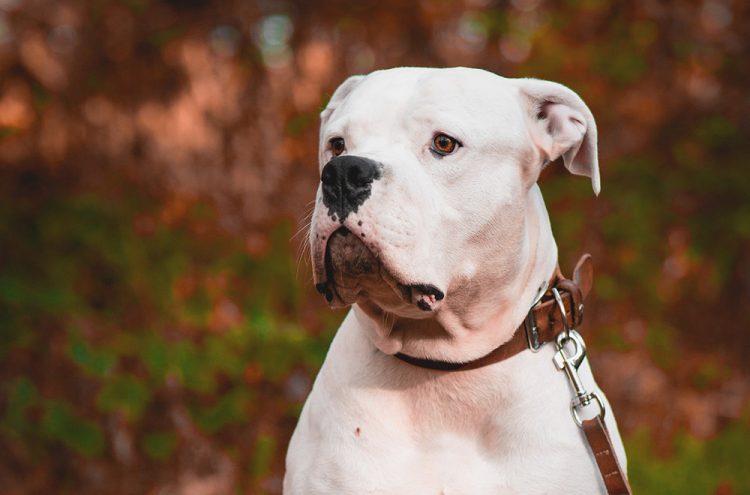 Man accused of using American Bulldog as weapon to severely injure woman