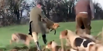 Wiltshire hunt barred from governing body after ‘fox thrown to hounds’