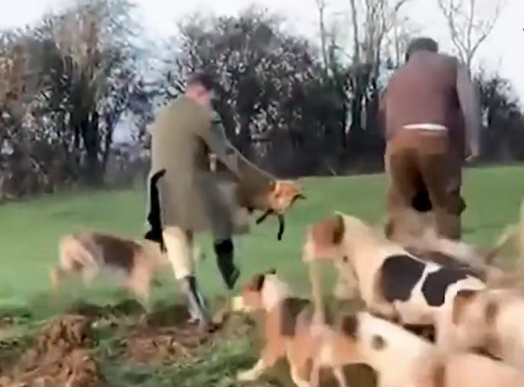 Wiltshire hunt barred from governing body after ‘fox thrown to hounds’