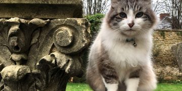 Wiltshire cat who starred on BBC show dies as presenter pays tribute