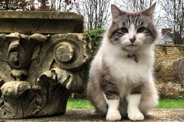 Wiltshire cat who starred on BBC show dies as presenter pays tribute