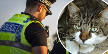 Duo ‘stealing cats off the street’ sighted in Swindon and Chippenham