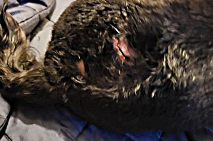 Woman and dog injured in attack by unaccompanied dogs in Swindon