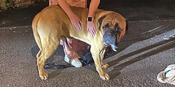 Dog hit and killed by vehicle that ‘failed to stop’ in Chippenham