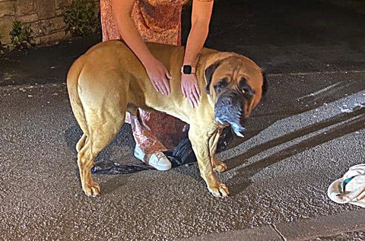 Dog hit and killed by vehicle that ‘failed to stop’ in Chippenham