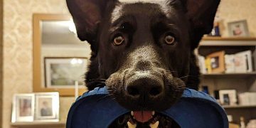 German Shepherd put to sleep after attacking Swindon owner’s neck