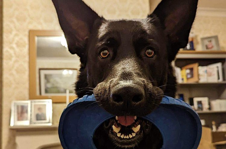 German Shepherd put to sleep after attacking Swindon owner’s neck