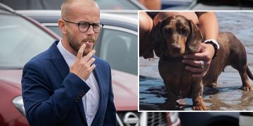 Wiltshire man who ‘lacked care’ for seriously injured dog avoids animal ban