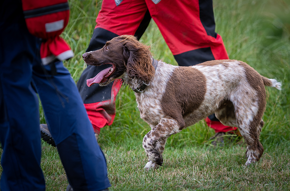 Cadaver dog Buzz working along the River Avon