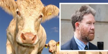 Aristocrat’s cattle on Wiltshire estate violently attacked walkers