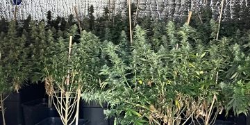 Pinehurst raids: Police discover cannabis factory and make arrests