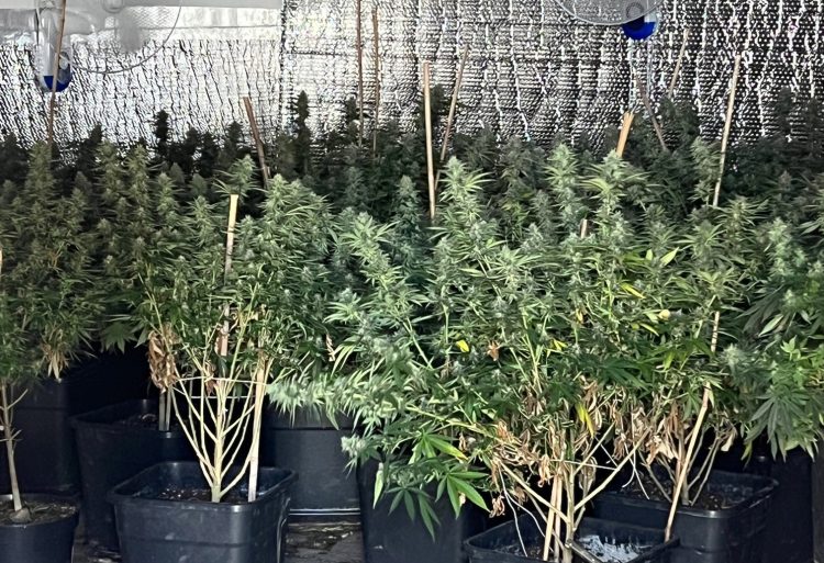 Pinehurst raids: Police discover cannabis factory and make arrests