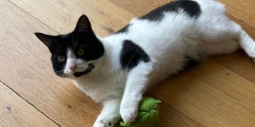 Police launch probe after cat SHOT with air rifle in Lyneham