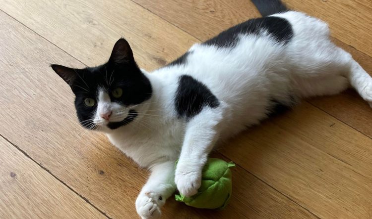 Police launch probe after cat SHOT with air rifle in Lyneham