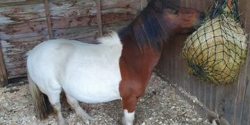 Police probe after Shetland pony stolen from field in Castle Combe