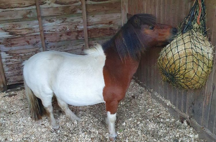 Police probe after Shetland pony stolen from field in Castle Combe