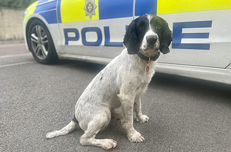 Police officer assaulted in Highworth as dog called in for drug search