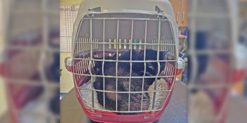 Seriously ill cats die after being dumped outside Melksham vets